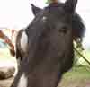 乗馬クラブのムービー